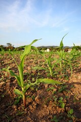 Young corn plants growing well in rural farmland against bright blue sky background.