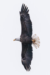 Bald eagle adult flying against an overcast sky 2