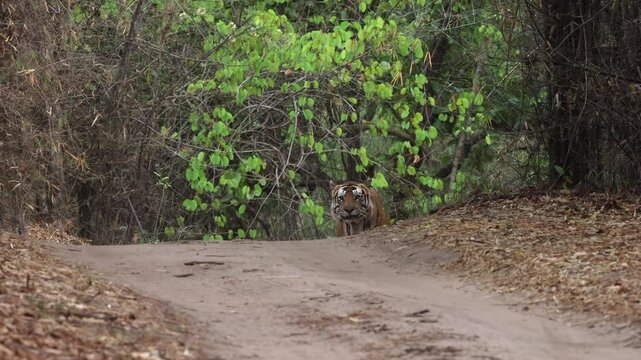 A tiger on walk at Bhandavgarh Tiger Reserve, Madhya pradesh, India