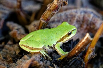 Naklejka premium Close-up of a green mountain tree frog standing on broken branches on a forest's ground