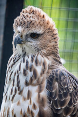 The changeable hawk-eagle (Nisaetus cirrhatus)  is a large bird of prey species of the family Accipitridae.
it is an agile forest-dwelling predator and like many such eagles.