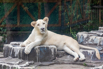 Obraz premium The white lion is a rare color mutation of the lion, specifically the Southern African lion. White lions are not albinos. Their white color is caused by a recessive trait, 