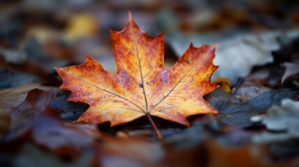 Vibrant Autumn Leaf on Wet Ground
