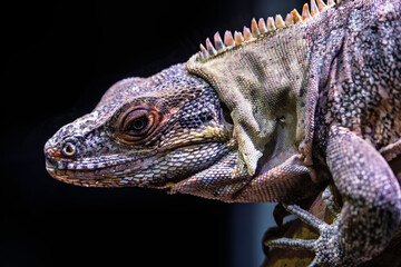 western spiny-tailed iguana (Ctenosaura pectinata)  is a species of moderately large lizard in the family Iguanidae. The species is native to western Mexico.