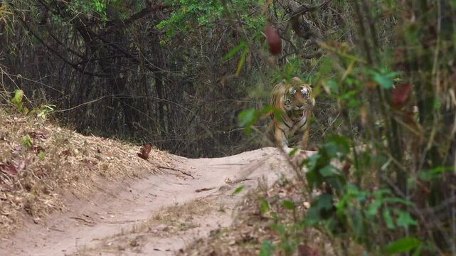 A tiger on walk at Bhandavgarh Tiger Reserve, Madhya pradesh, India