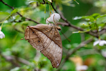 Obraz premium CHANGI, SINGAPORE - OCTOBER 24, 2024: Btterfly Graden inside Changi Airport, Singapore.Butterfly in greenhouse amidst green leaves