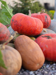 a pile of autumn yellow-hot pumpkins