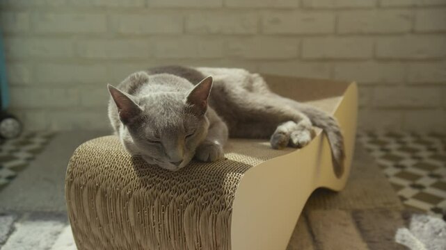 Gray Cat Sleeping Peacefully on a Textured Cat Lounger