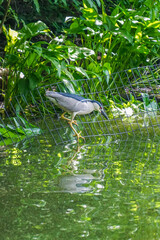 New York, New York: A  Black-crowned Night-Heron perched on a wire fence in a lake in Central Park, Manhattan.
