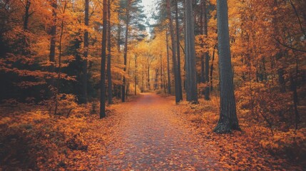 Serene Autumn Path Through Golden Forest Foliage