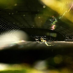 Spider in its web