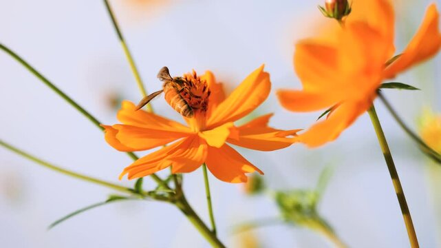 slow motion of a bee collecting nectar from yellow cosmos flower. The vibrant flower with the flowers swaying in the breeze. macro close-up shots