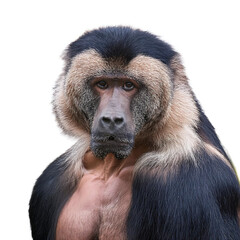 isolated rallidae image shows full body clear png format