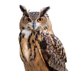 Obraz premium clear png image full owl body white background use various applications