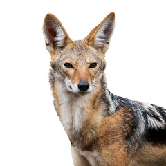 Fototapeta premium jackal model fully isolated white png background better graphics use