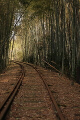 竹林を走る廃線