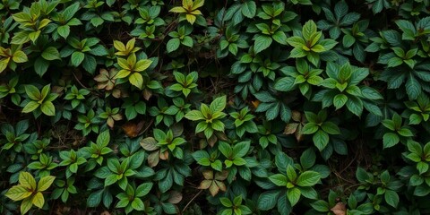 Dark, moody green background resembling bitter flavors, moody, background