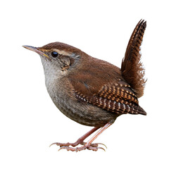 isolate wren bird white png image showing full body side view