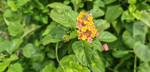 Bright Lantana camara flowers in nature, pink and orange petals. Beautiful Lantana camara flowers, colorful petals stand out in lush greenery. Bright and colorful Lantana camara flower cluster