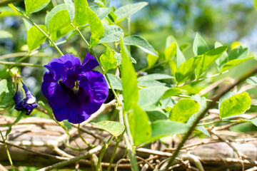 Blooming Clitoria Ternatea (Butterfly Pea)