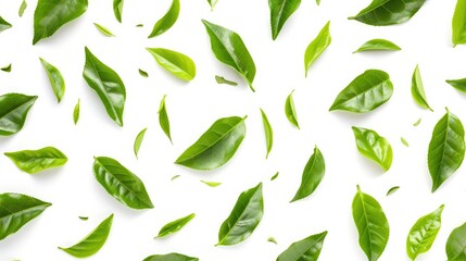 Scattered Fresh Green Leaves on White Surface
