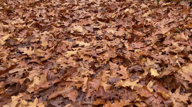 Thick layer of dry brown oak leaves covering the forest floor in autumn. Walking movement through the foliage. Steady shot.