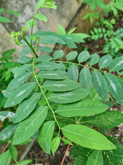 fresh leafy green Breynia androgyna plant. Healthy Breynia androgyna plant leaves captured in high detail. Fresh Breynia androgyna foliage with rich, detailed texture. Breynia androgyna plant leaves