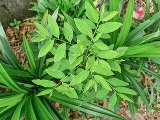 Obraz premium Lush green leaves of Breynia androgyna. Tropical Breynia androgyna plant leaves, for its culinary and medicinal uses. Fresh and green Breynia androgyna leaves. Tropical greenery of Breynia androgyna