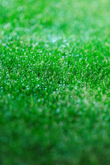 Fototapeta premium close-up of wet green grass