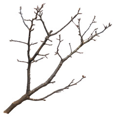 PNG Branch isolated tree photography.