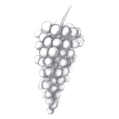 Bunch of grapes in pencil. Isolated illustration of berries for design of juices, wine, bar cards, restaurant menus, cookbooks. textiles