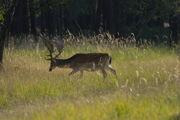 a lovely male fallow deer between tall grasses in the meadow, stag hidden by tall grass, stag with...