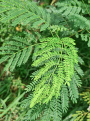 Fresh green leaves in natural sunlight, capturing vibrant nature and tropical plant beauty. Nature's intricate leaf patterns. Fresh leaves with delicate patterns and rich green tones. 