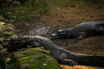 Crocodiles