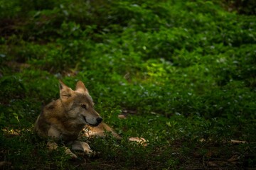 Grey Wolf
