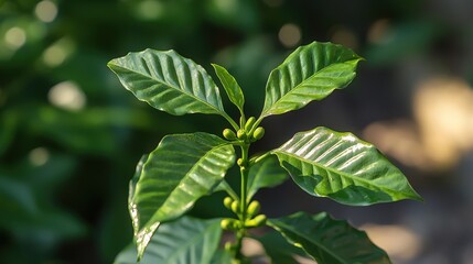 Obraz premium Vibrant green coffee plant leaves with developing buds in bright sunlight