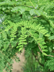 Bright green foliage in sunlight showcasing natural beauty and the complexity of leaves. Vivid green leaf details, symbolizing freshness, nature, and intricate plant patterns. vibrant green tones