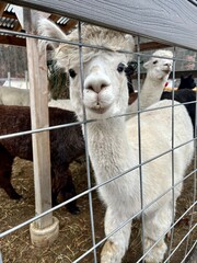 Curious Alpaca Behind Fence in Rural Farm Setting