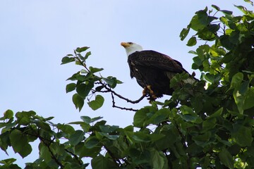 Bald Eagle Perched on Tree Branch in Natural Habitat