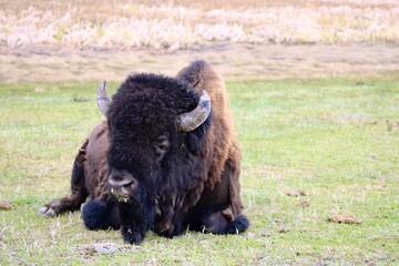 Resting Bison on Grassland in Natural Habitat