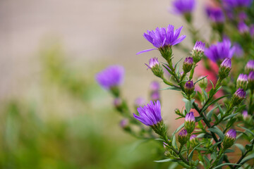 Bunte Blumen mit Bokeh