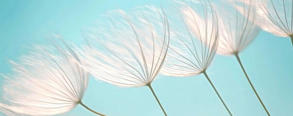 close-up of dandelion seeds with a pastel blue background, nature and tranquility concept