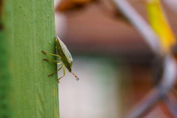 Grüner Käfer an einem Zaun