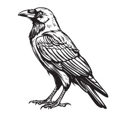 Black crow sketch hand drawn in doodle style illustration Cartoon