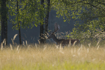 fallow deer between tall grasses in the meadow, stag hidden by tall grass, stag with magnificent antlers in late summer, magnificent stag in the meadow birches in the background
