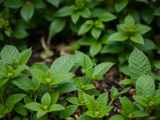 Lush and vibrant bitter green background of assorted foliage in a garden, bitter green, background