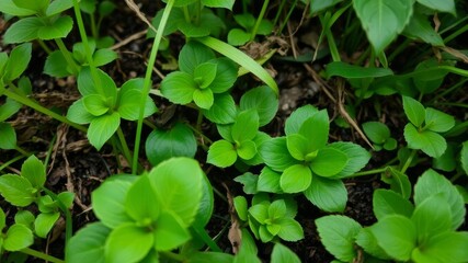 Lush green moss covering a tree trunk in a mystical forest setting, moisture, texture