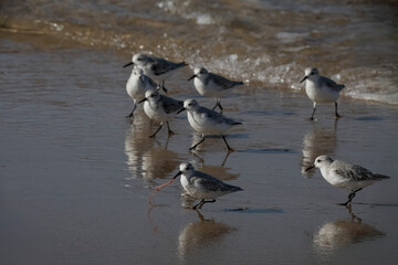 Sanderling running away with a freshly caught worm