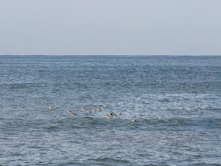 Flock of oystercatcher in flight