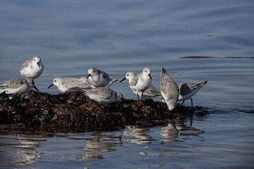 Beautiful sanderlings closeup
